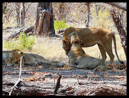 lion